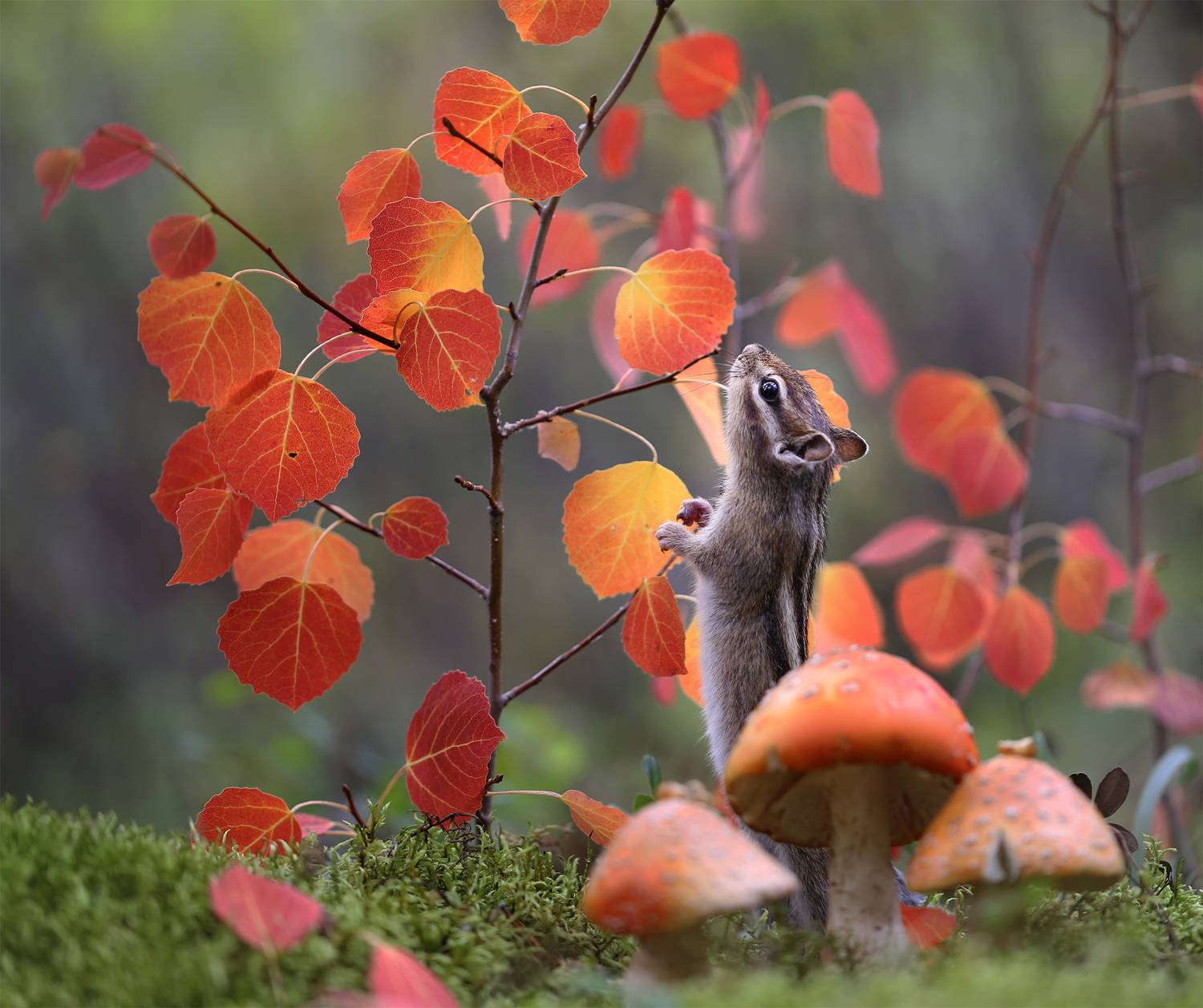 нерюнгри, бурундук, якутия, дикие_животные, осень, Евгения Левина