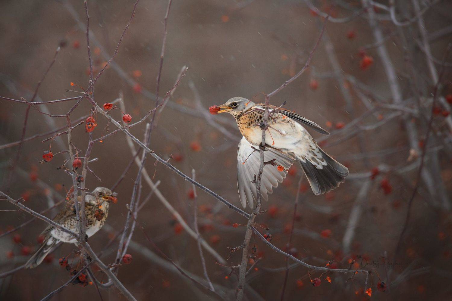 природа, лес, поля, огороды, животные, птицы, макро, Посевич Дмитрий