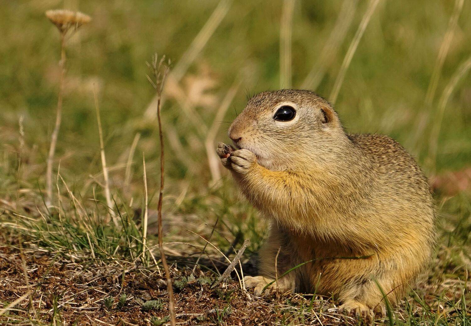 , Красимир Георгиев