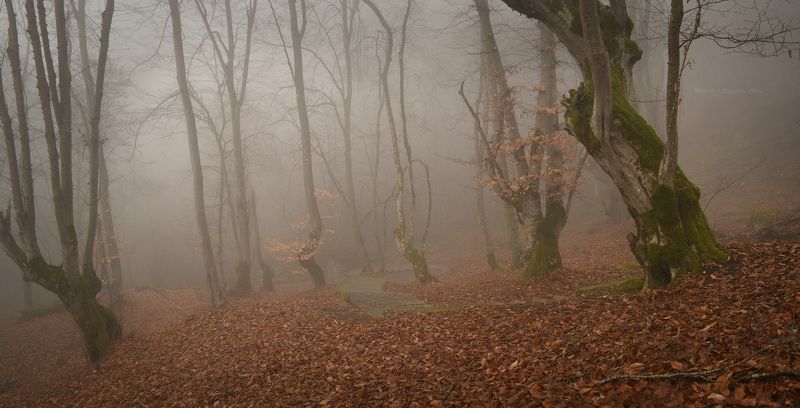 туман, кбр, кизиловка, панорама Туманный декабрь фото превью