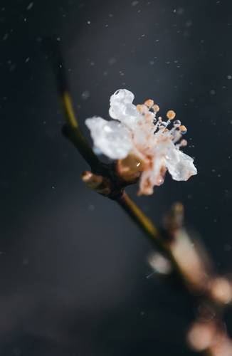 Признаки призрачной весны.