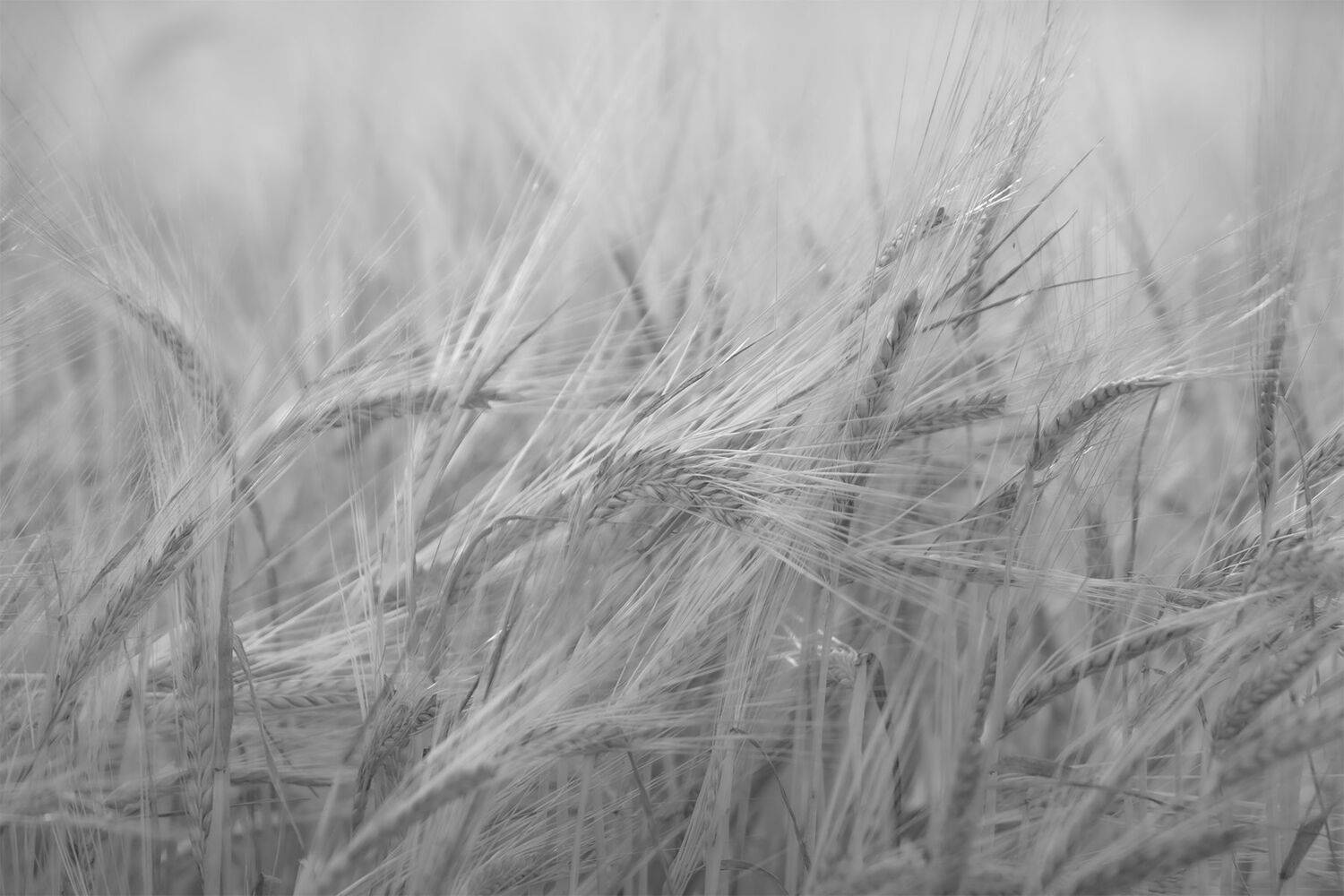 пшеница, колосья, поле, Чудинин Дмитрий