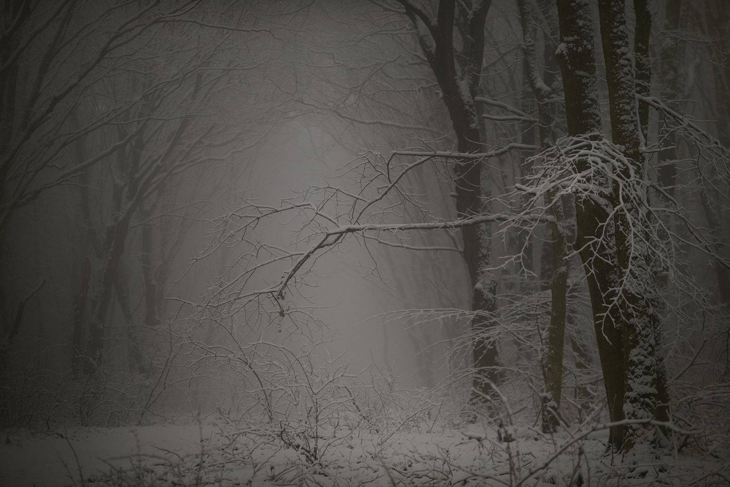 зима туман лес утро, Александр Жарников