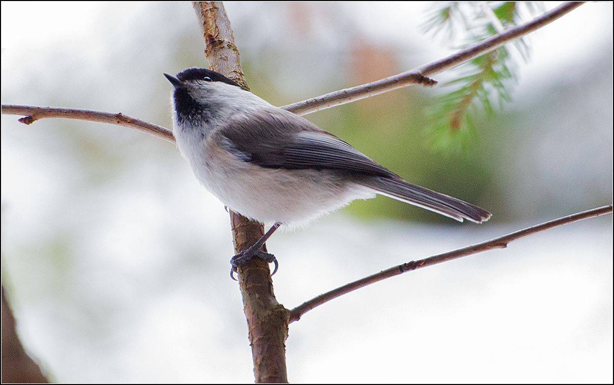 москва, парк, московка, АНАТОЛИЙ ДОВЫДЕНКО