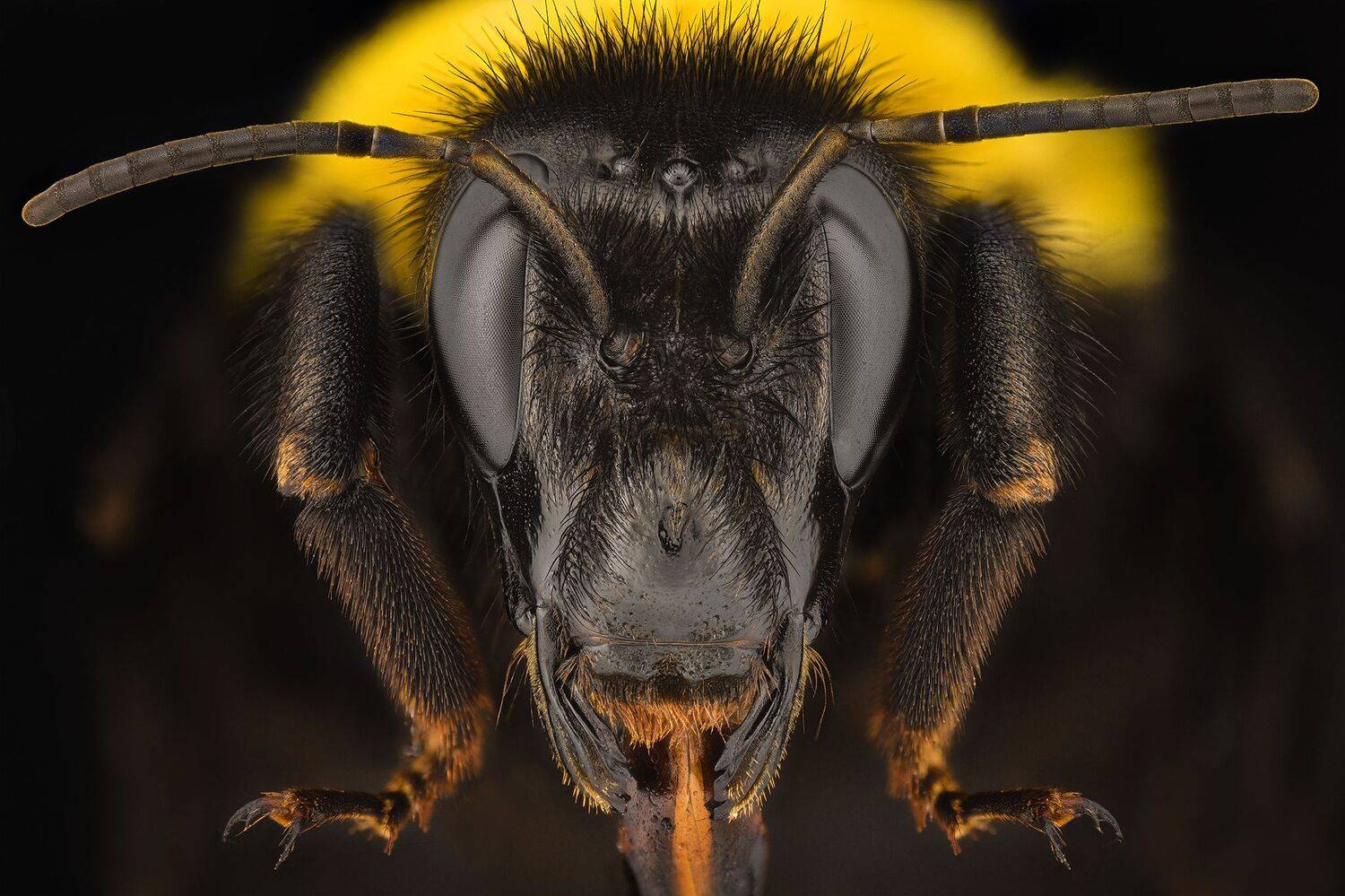 ceclii, macro, Tsvetan Ganev