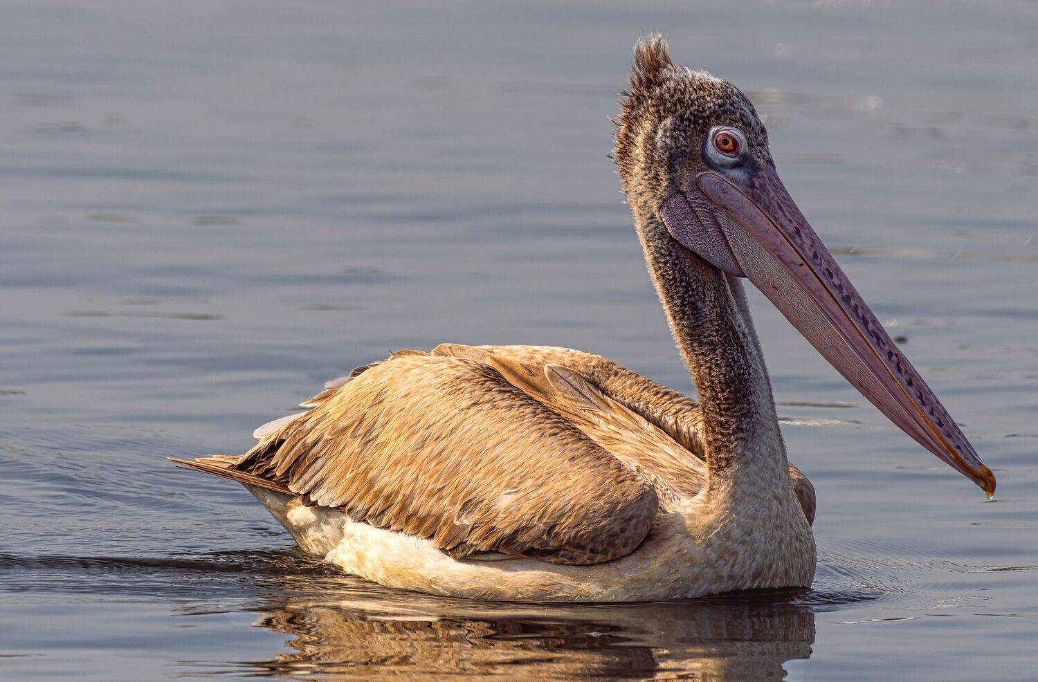 closeup, bird, birds, wild, wings, beauty, nature, swan, feather, spread, little pelican,animal,animals,nikon,duck,portrait,eyes, G N RAJA