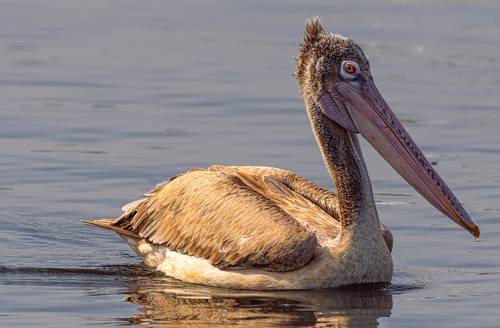 Pelican