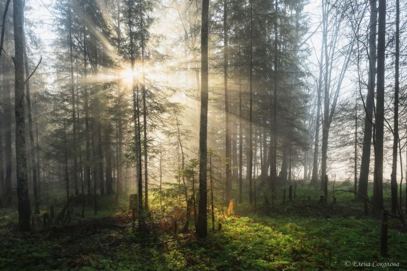 усьва, лес, утро, туман, пейзаж, природа, лучи солнца Волшебный лес фото превью
