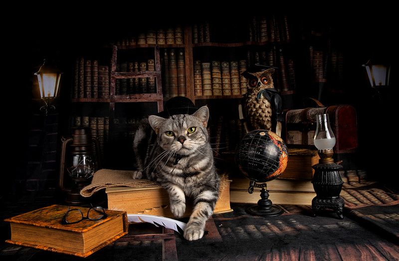 кот, домашние любицы, сat, кошка,американский короткошерстный кот, american shorthair cat, рыжик, ginger, натюрморт, сказка, books, книги Котики - Сказочники фото превью