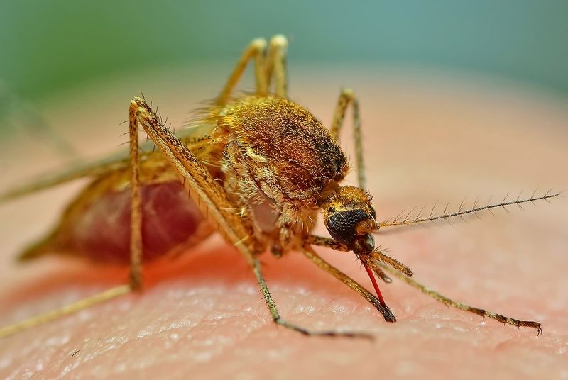 Вот так вот мы питаемся   .  .  . фото превью