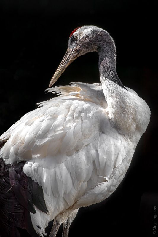 Японский журавль фото превью