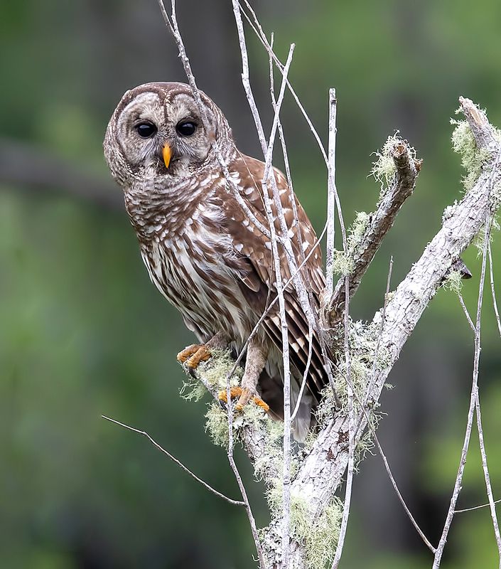 пёстрая неясыть, cова, owl, florida,флорида, хищные птицы, barred owl Barred Owl - Пёстрая неясыть фото превью