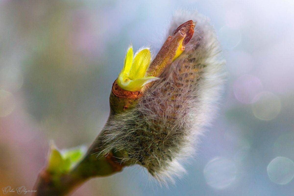 , Орлов Олег