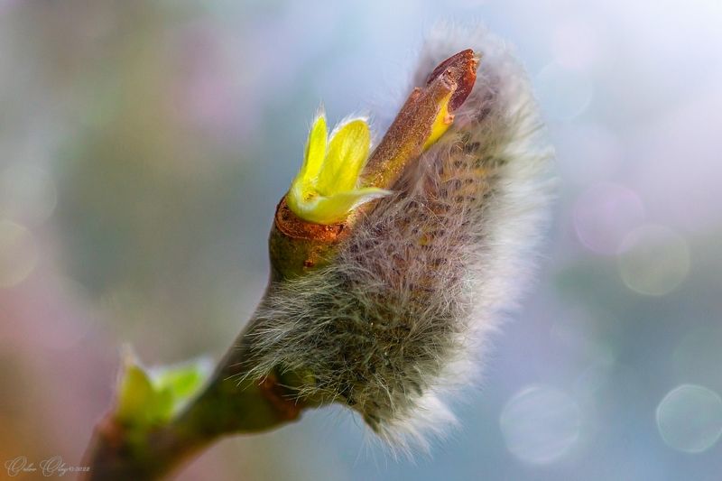 *** фото превью