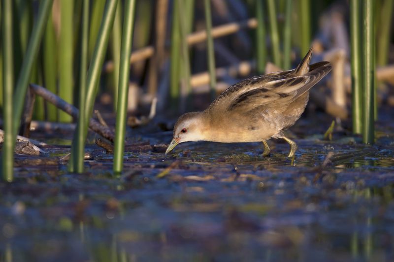 Porzana parva фото превью