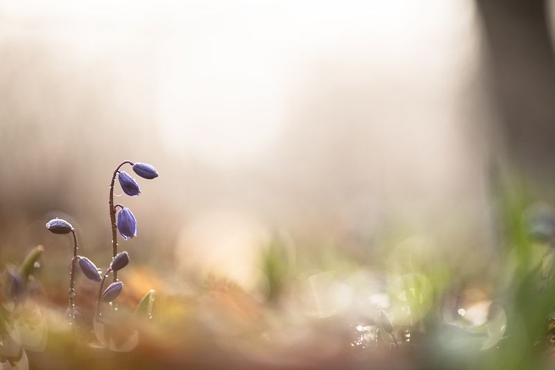 Показались ранние цветочки... фото превью