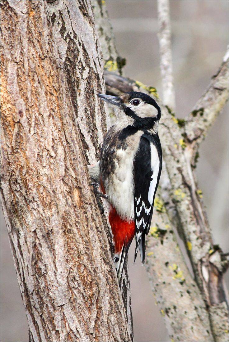 дятел, КарОл