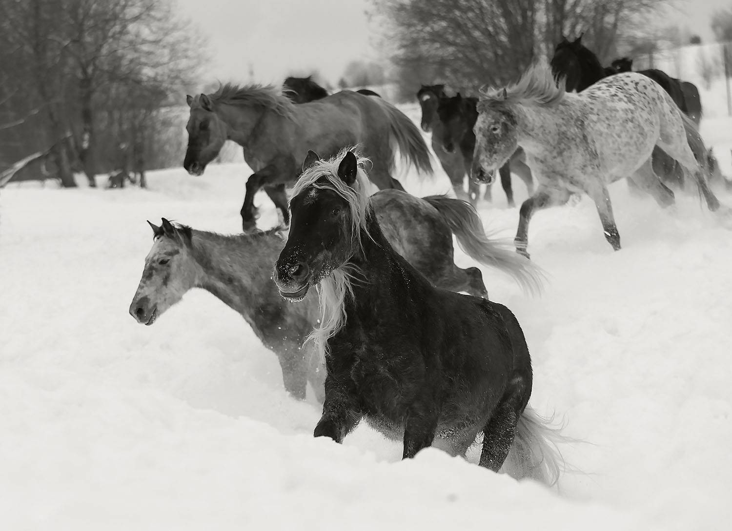 лошади,табун, зима,поле,природа, красота, horse,herd,animal, beautiful, winter,field, movement,nature, Юлия Стукалова