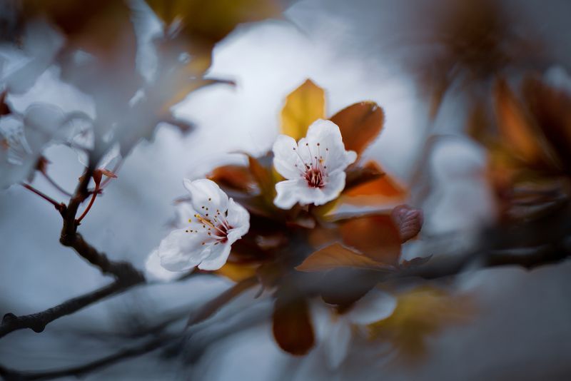 макро, цветы, макрофото, весна, природа, лес \