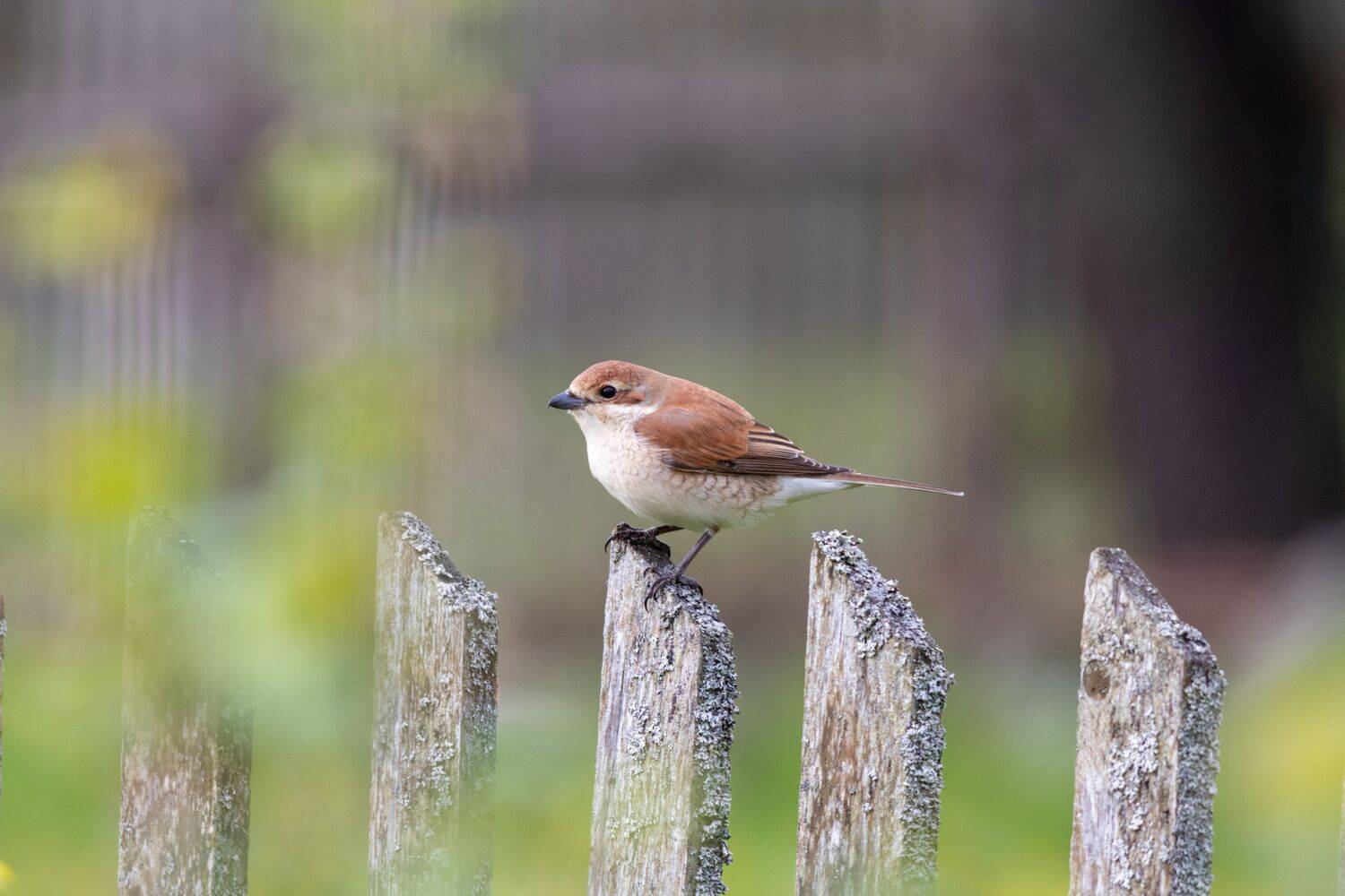 жулан, птица, фотоохота, хищник, деревня, birds, московская область, Павел Краснослободцев