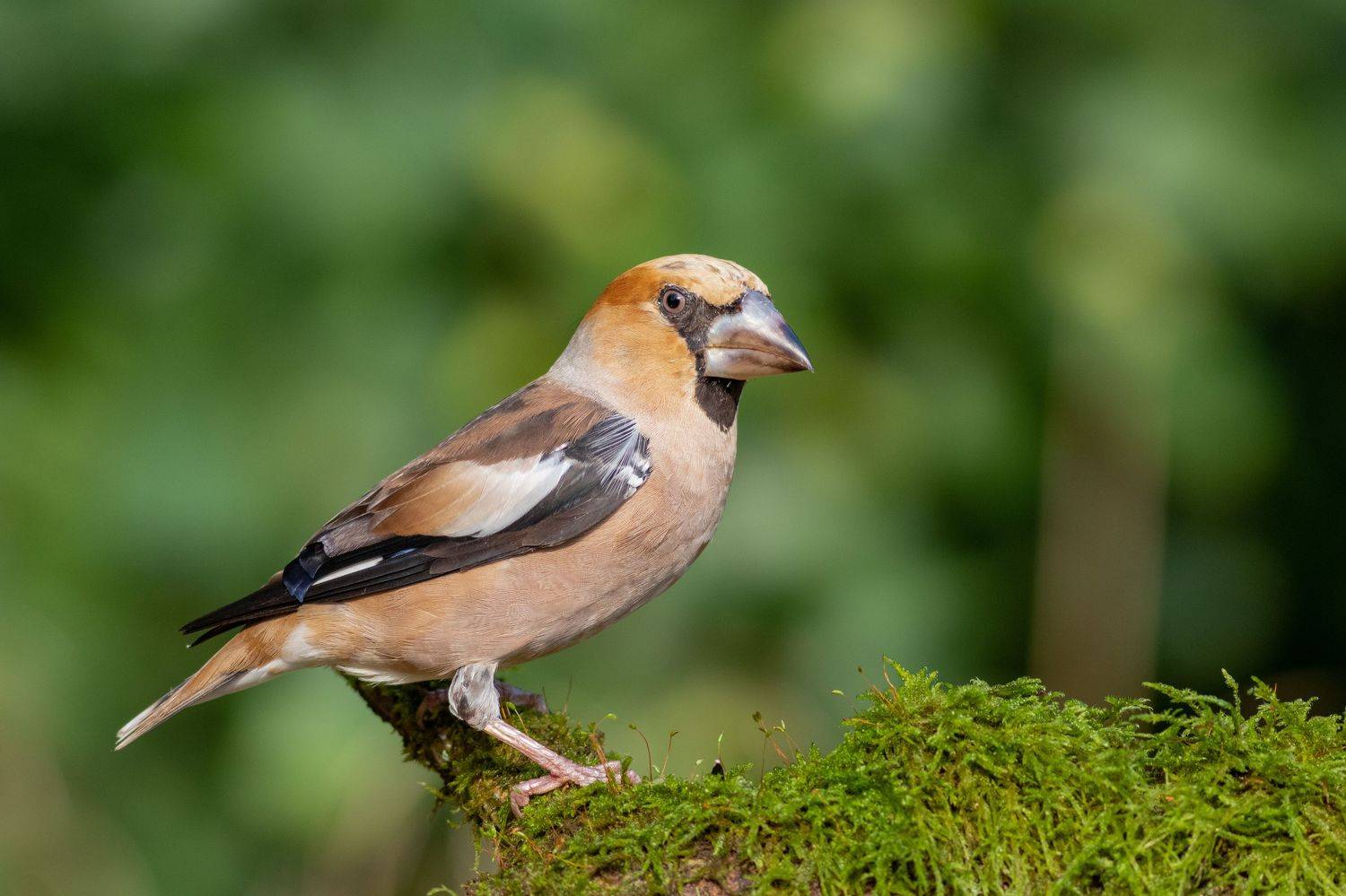 дубонос, птица, лето, московская область, Павел Краснослободцев
