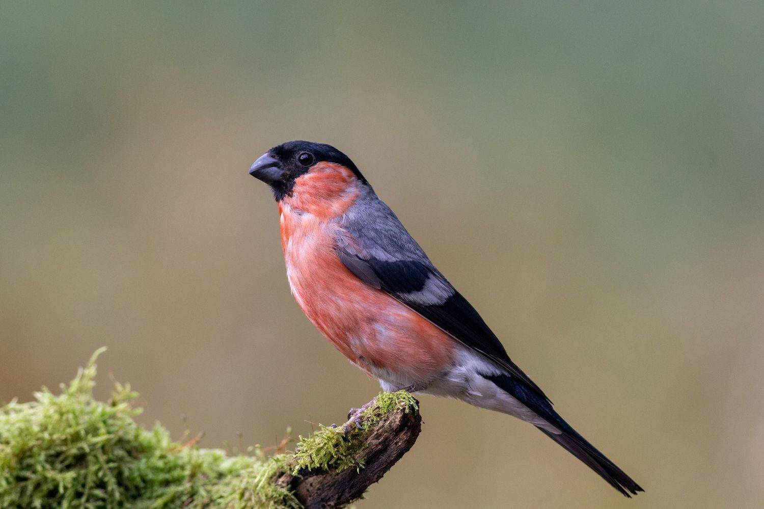 фотоохота, снегирь, птица, московскаяобласть, лето, birds, wildlife, Павел Краснослободцев