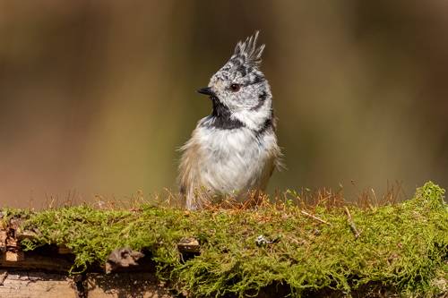Королева хвойного леса ( хохлатая синица )