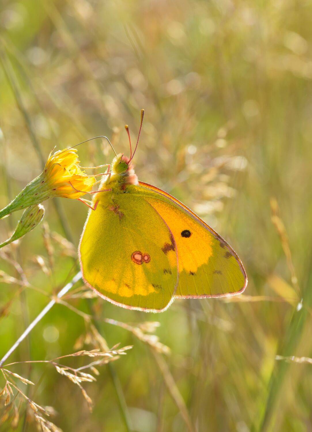 желтушка ракитниковая, colias myrmidone, белянки, pieridae, бабочка, Павел Черенков