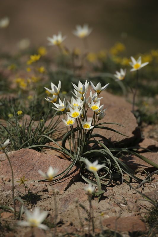 Шафран Алатауский фото превью