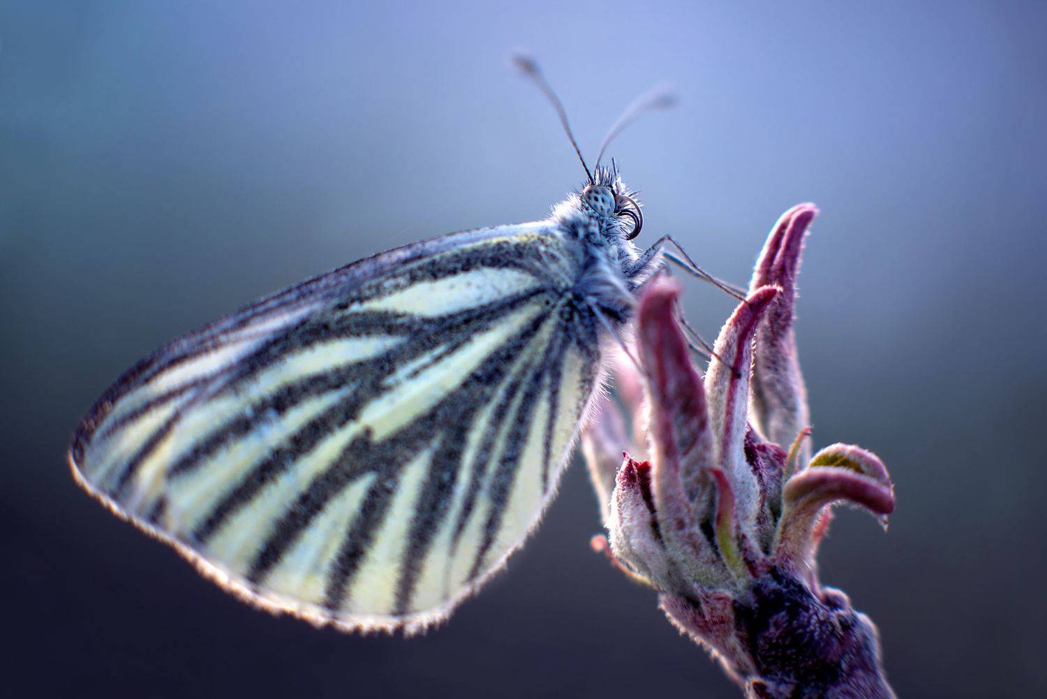 , Анастасия Думинская