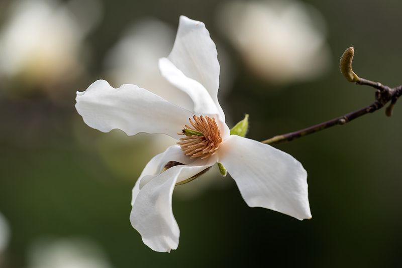 Магнолия Кобус! фото превью