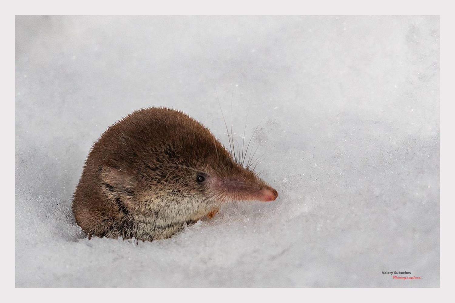 , Валерий Субачев
