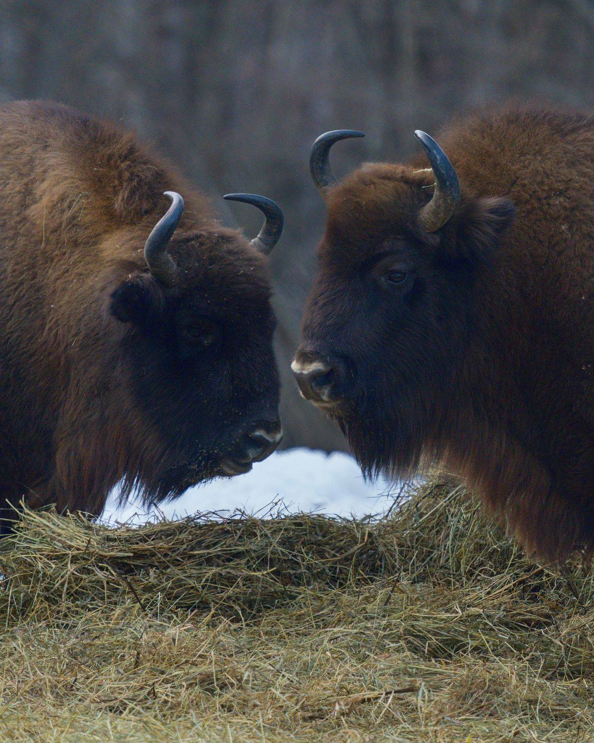 , Кабанов Дмитрий