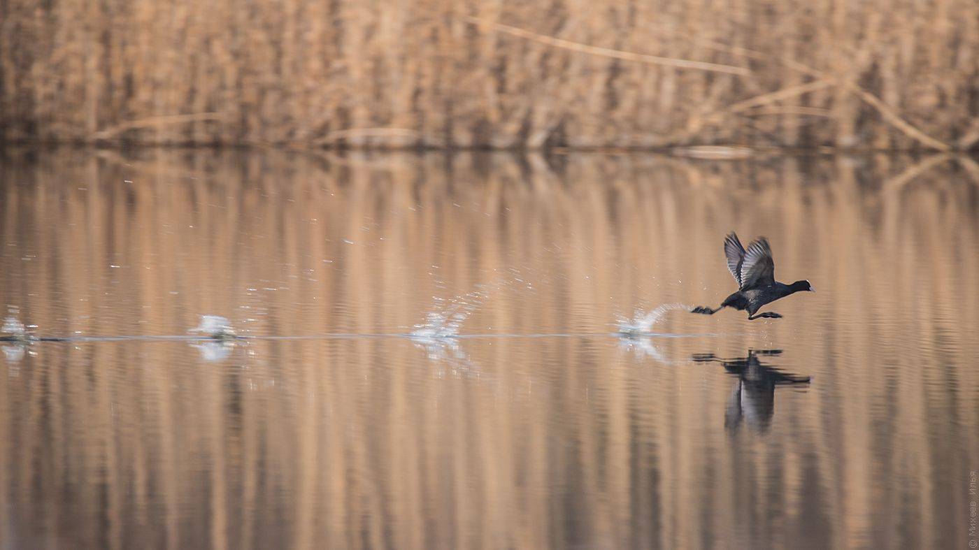 , Илья Михеев