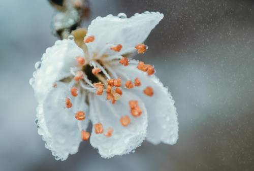 Апрельского цвета триумф.