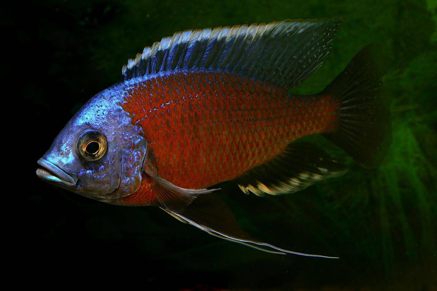 рыба цихлида, Александр Зорин