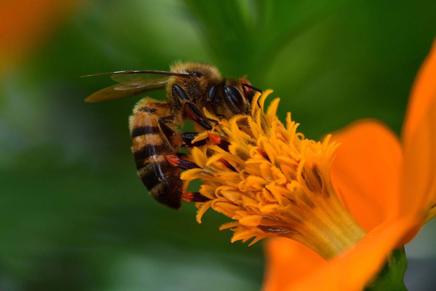 denis moura, mogi das cruzes, brasil, bee, Moura Denis