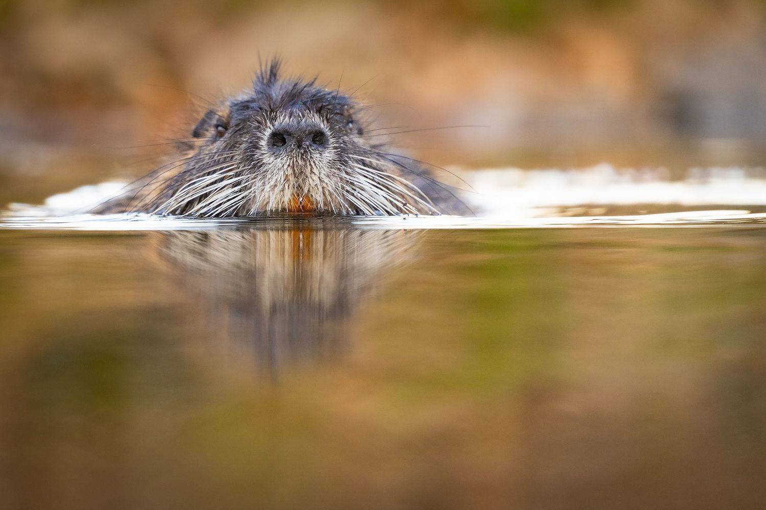, Robert Adamec
