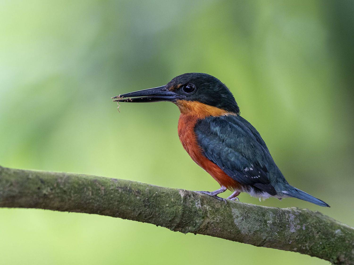 , Fernando Burgalin Sequeira