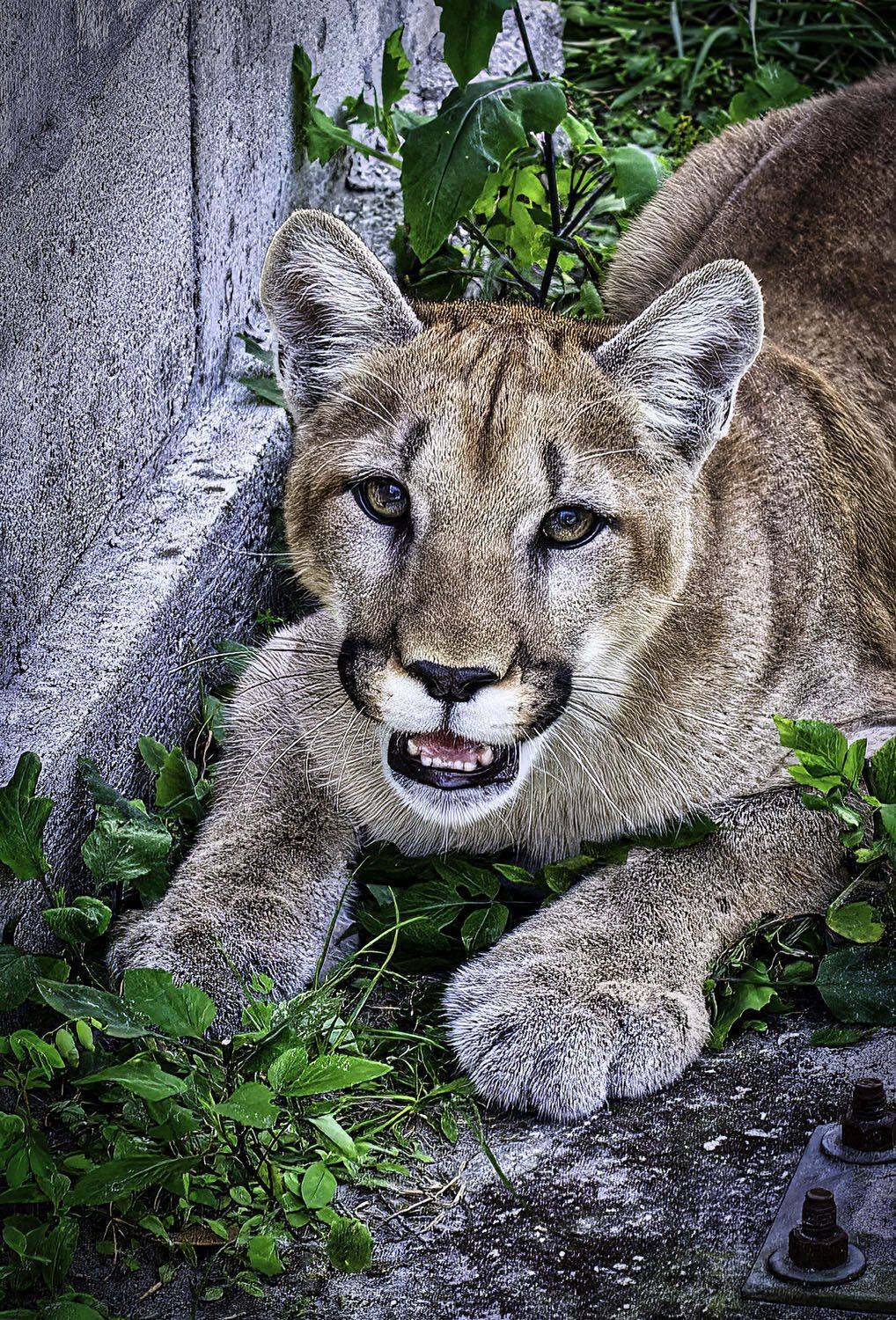 Panther , Raymond Asiala