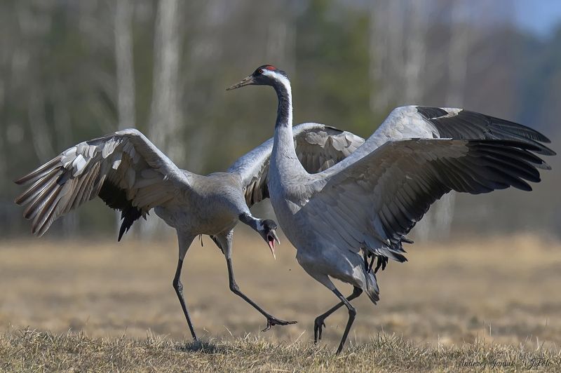 scream фото превью