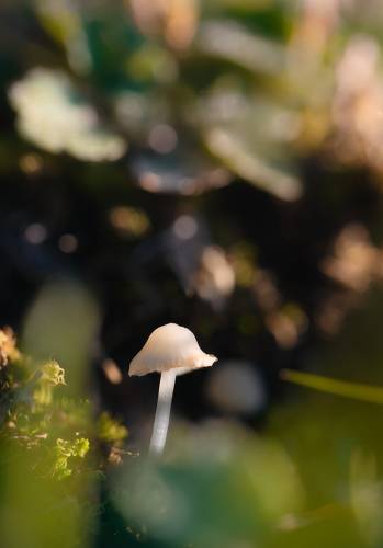 Mushroom and bokeh