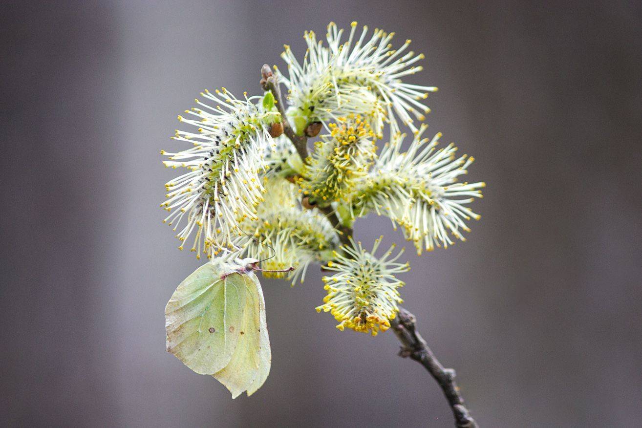 бабочка, КарОл
