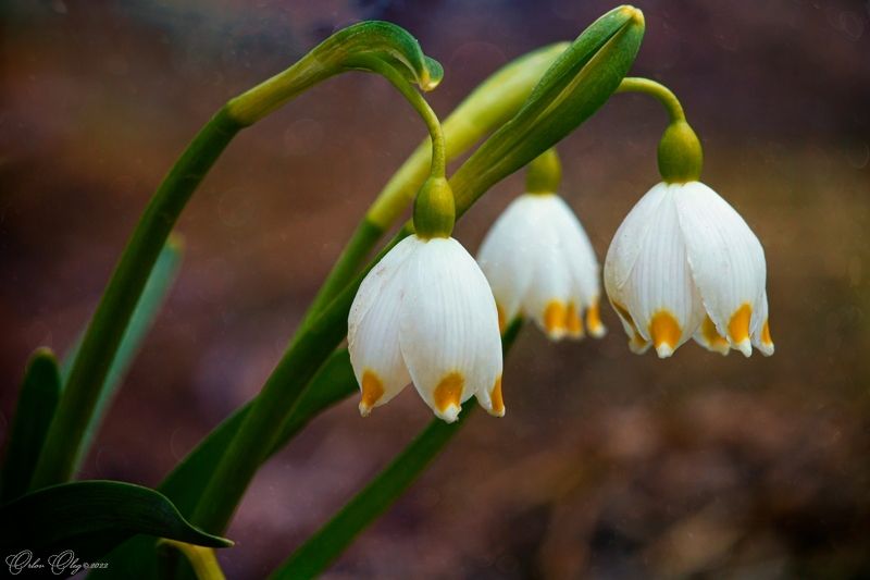 Первенцы... фото превью