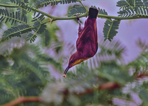 Sunbird