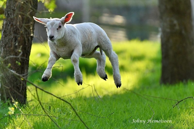 The flying lamb фото превью