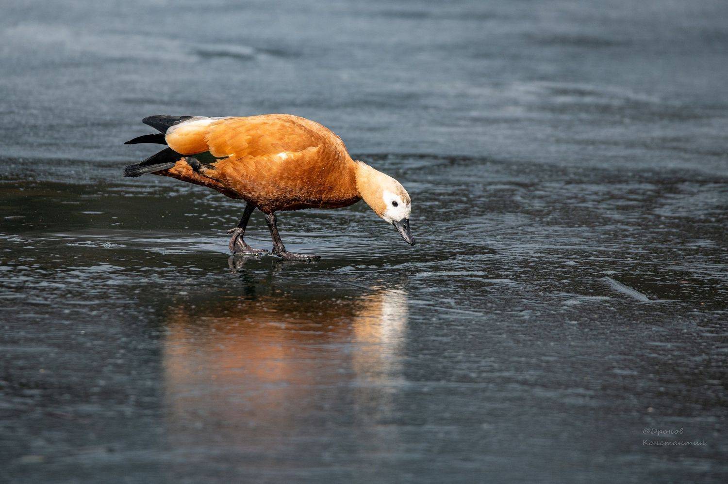 огарь, птицы, фотоохота, Дронов Константин