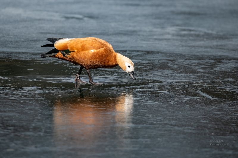 огарь, птицы, фотоохота Когда же весна?! фото превью