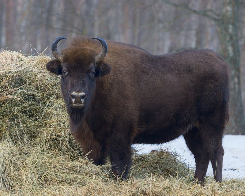 Зубр - мощное животное фото превью