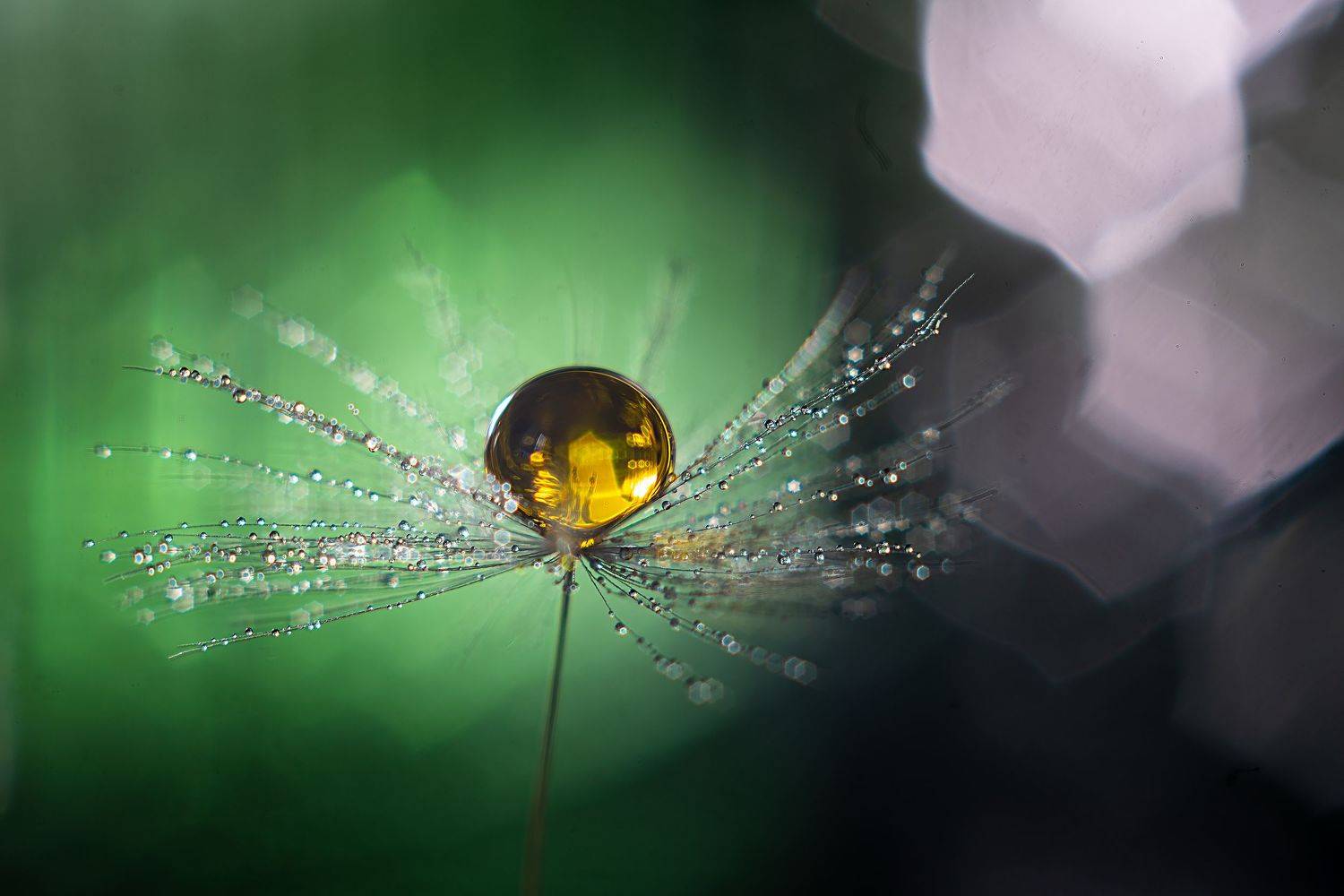 макро капля желтый drop macro yellow, Тата Бакбак